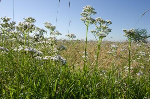 20150701-Echte-valeriaan-Steenwaard-Valeriana-officinalis