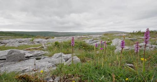 20150708-Ballyvaughan-Burren-grote-muggenorchis-Gymnadenia-conopsea-Ierland