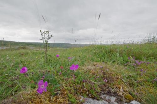 20150708-Ballyvaughan-bloedooievaarsbek-Burren-geranium-sanguineum-Ierland