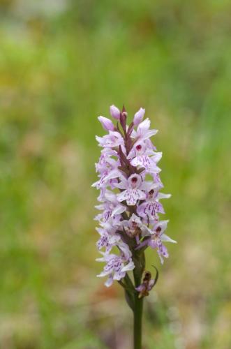 20150709-Dactylorhiza-maculata-gevlekte-orchis-Ierland-Temple-House