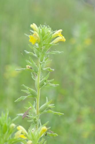 20150717-kleverige-ogentroost-Parentucellia-viscosa-Steenwaard