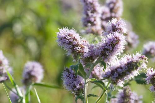 20150805-hertsmunt-Mentha-longifolia-Steenwaard