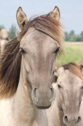 20150814-konik-paarden-Lauwersmeer