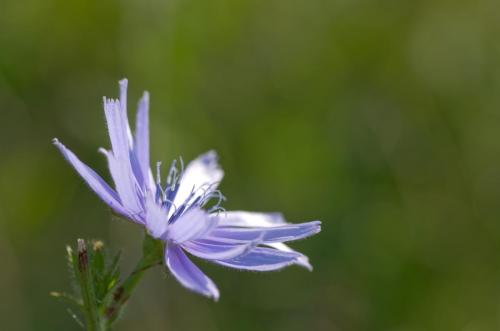 20150823-Cichorium-intybus-Steenwaard-Wilde-cichorei