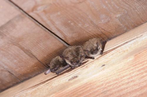 20150904-Baardvleermuizen-Myotis-mystacinus-brandtii-Swartbroek