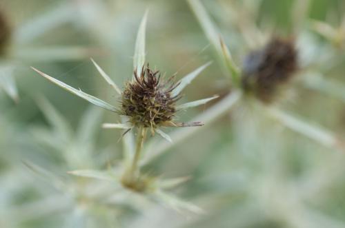 20150911-Echte-kruisdistel-Steenwaard