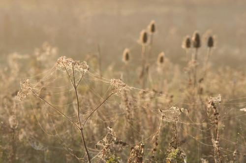 20150927-Dipsacus-fullonum-Grote-kaardebol-Steenwaard