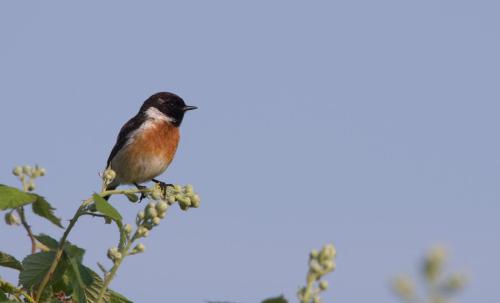 20160605-Roodborsttapuit-Saxicola-rubicola-Steenwaard