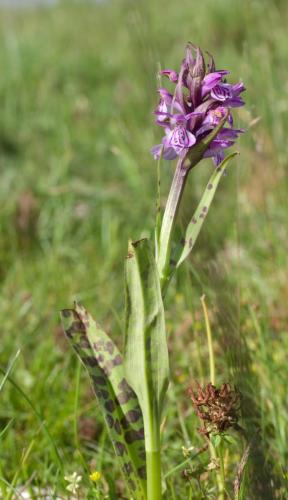 20160610-Dactylorhiza-maculata-gevlekte-orchis-Steenwaard