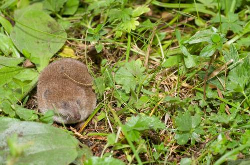 20160810-Dwergspitsmuis-Sorex-minutus-ZoKa-Combe-Gelee-2016