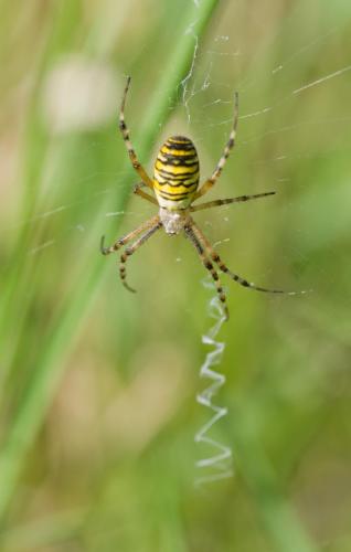 20160825-Argiope-bruennichi-Scopoli-Steenwaard-Wespenspin