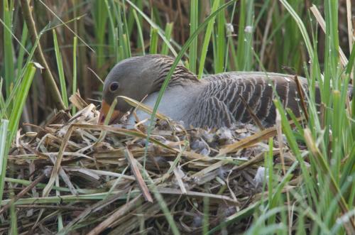 20170409-Anser-anser-Grauwe-gans-nest-Steenwaard