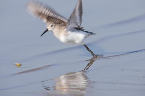 20170409-Bonte-Strandloper-Calidris-alpina-Lek-Steenwaard-2