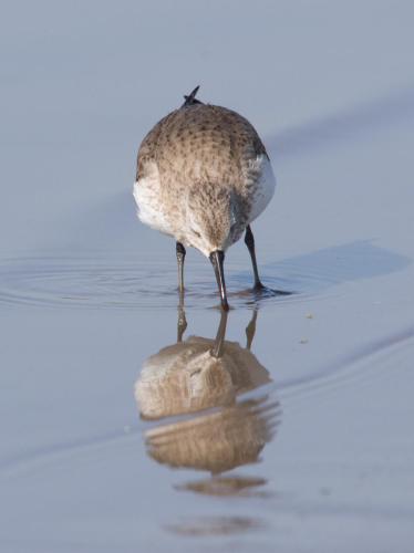 20170409-Bonte-Strandloper-Calidris-alpina-Lek-Steenwaard