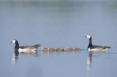 20170525-Brandgans-Branta-leucopsis-Steenwaard