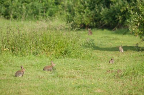 20170528-Konijn-Oryctolagus-cuniculus-Steenwaard