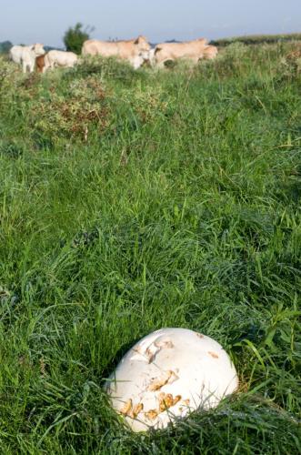 20170806-Calvatia-gigantea-reuzenbovist-Steenwaard