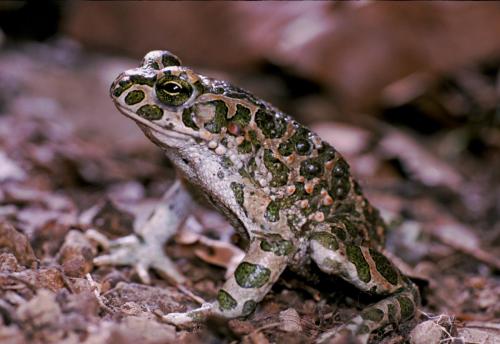 20170828-Bufo-viridis-Groene-pad