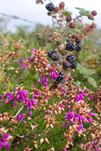 20170916-Erica-cinerea-Ierland-Rode-dopheide