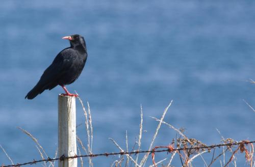 20170917-Alpenkraai-Beara-Ierland-Pyrrhocorax-pyrrhocorax