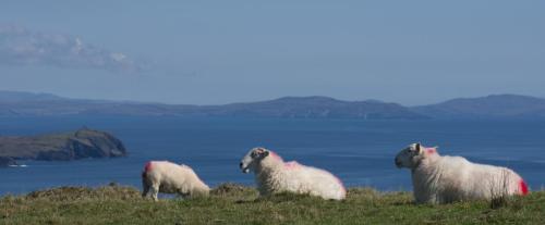 20170917-Beara-Ierland-schaap