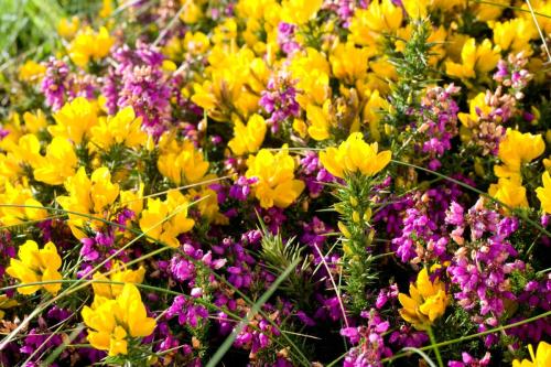 20170917-Erica-cinerea-Gaspeldoorn-Ierland-Rode-dopheide-Ulex-europaeus