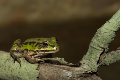 20171026-Groene-kikker-indet-Groene-weg-Pelophylax-esculenta-synklepton