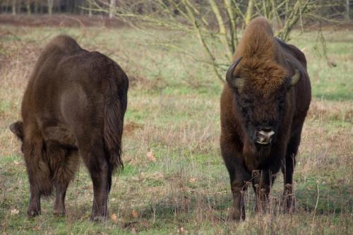 20171226-Bison-bonasus-Maashorst-Wisent-2