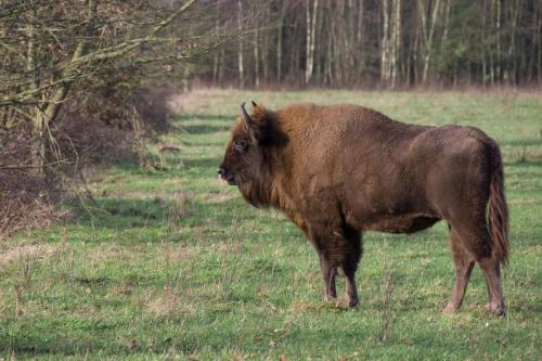 20171226-Bison-bonasus-Maashorst-Wisent