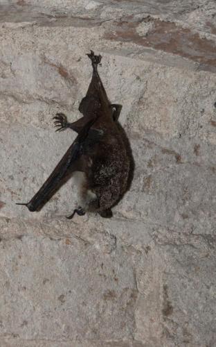 20180127-Fort-Honswijk-Myotis-daubentonii-Watervleermuis