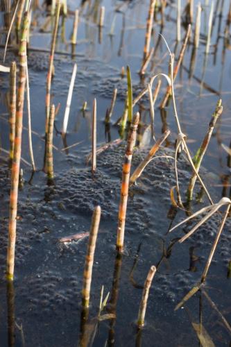 20180407-eiklomp-Heikikker-Rana-arvalis-Steenwaard (1)