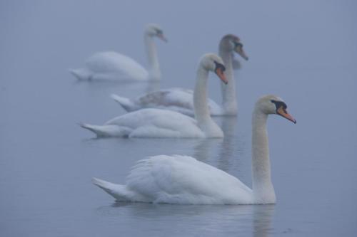 20180429-Cygnus-olor-knobbelzwaan-Steenwaard