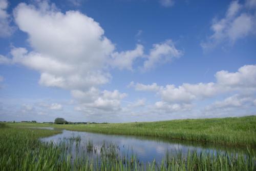 20180511-Poelen-langs-de-Lek-Steenwaard