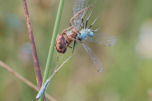 20180610-Ischnura-elegans-Lantaarntje-Larinioides-cornutus-Rietkruisspin-Steenwaard