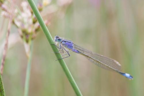 20180610-Ischnura-elegans-Lantaarntje-Steenwaard-2