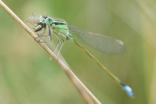 20180610-Ischnura-elegans-Lantaarntje-Steenwaard