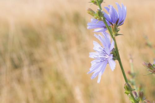 20180724-Cichorium-intybus-Steenwaard-Wilde-cichorei