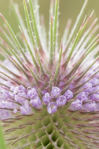 20180724-Dipsacus-fullonum-Grote-kaardebol-Steenwaard