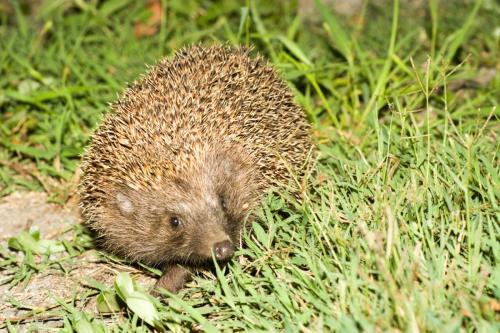 20180802-Donaudelta-Erinaceus-roumanicus-Oost-Europese-egel