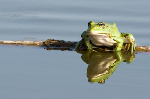 20180803-Donaudelta-meerkikker-Pelophylax-ridibundus