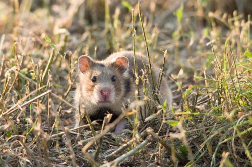 20180806-Bestepe-Mesocricetus-newtoni-Roemeense-hamster