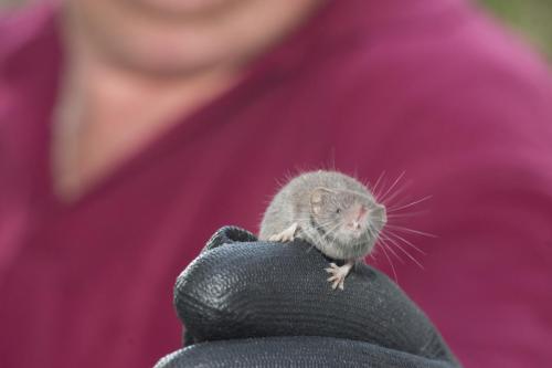 20180806-Crocidura-suaveolens-Donaudelta-Mark-Howe-Tuinspitsmuis