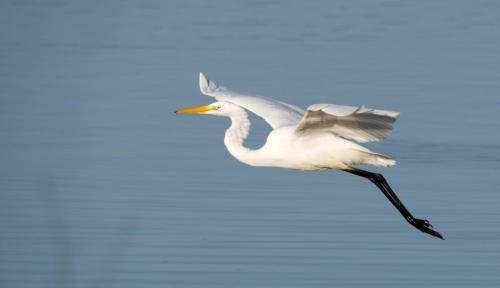 20180826-Ardea-alba-grote-zilverreiger-Steenwaard