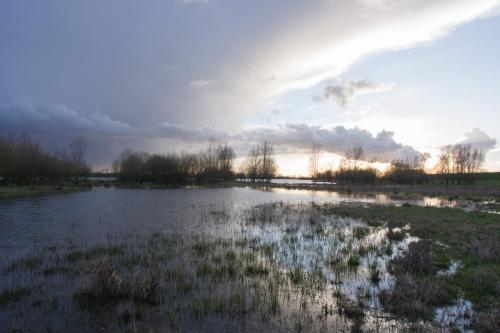 20190317-Bosruiterpoel-Steenwaard