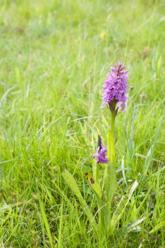 20190607-Dactylorhiza-majalis-subsp.-praetermissa-rietorchis-Steenwaard