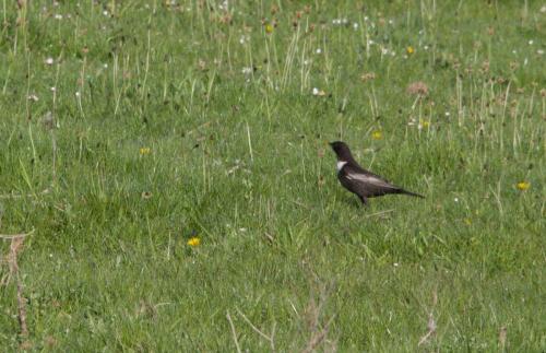 20200426-beflijster-Steenwaard-Turdus-torquatus