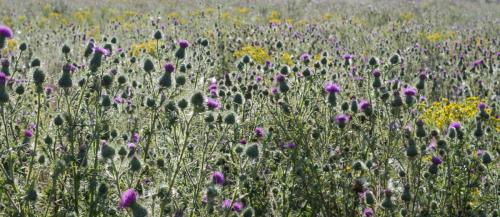 20200712-Cirsium-vulgare-speerdistel-Steenwaard