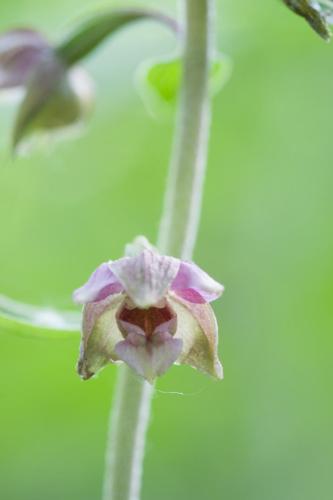 20200728-Brede-wespenorchis-Epipactis-helleborine-Steenwaard