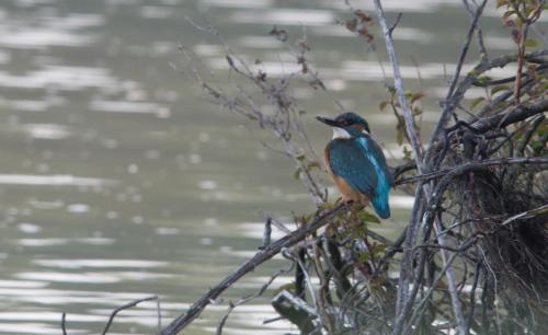 20210530-Alcedo-atthis-ijsvogel-Steenwaard