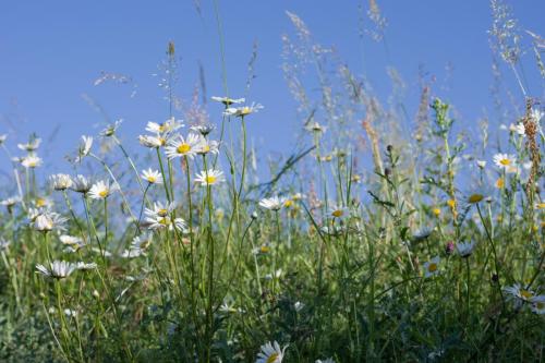 20210613-Leucanthemum-vulgare-Steenwaard-Wilde-margriet